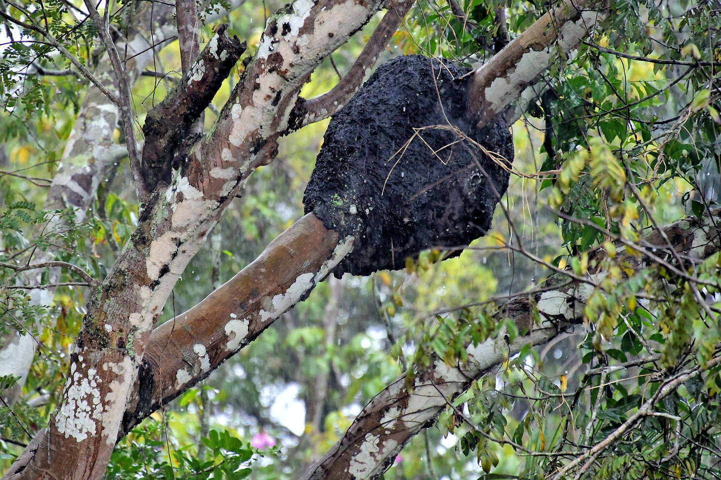 Termite Nest in Amazon Rainforest, Manaus, Brazil Encircle Photos