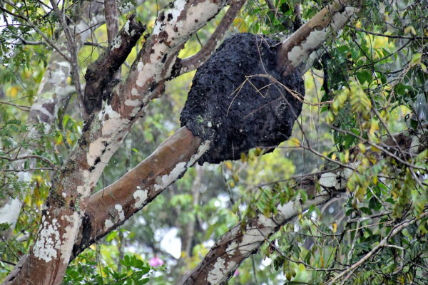 Termite Nest in Amazon Rainforest, Manaus, Brazil - Encircle Photos
