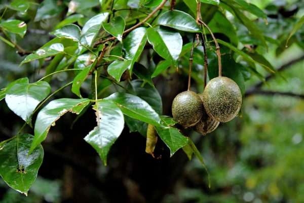Unripe Cocona Fruit in Amazon Rainforest, Manaus, Brazil - Encircle Photos