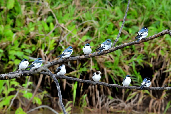 Flock of White-winged Swallows in Amazon Rainforest, Manaus, Brazil - Encircle Photos