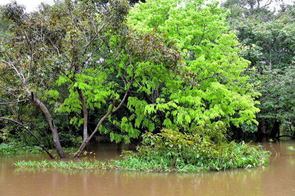 Description of Amazon River, Manaus, Brazil - Encircle Photos