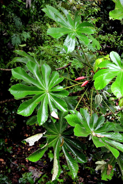 Cecropia Embauba at Janauari Ecological Park, Manaus, Brazil - Encircle Photos
