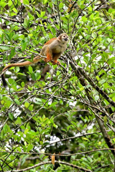 Squirrel Monkey at Janauari Ecological Park, Manaus, Brazil - Encircle Photos
