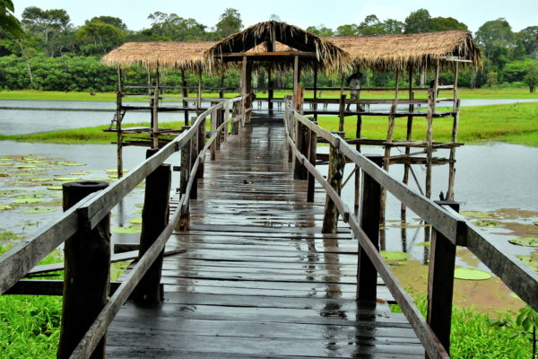 Viewing Platform at Janauari Ecological Park, Manaus, Brazil - Encircle Photos