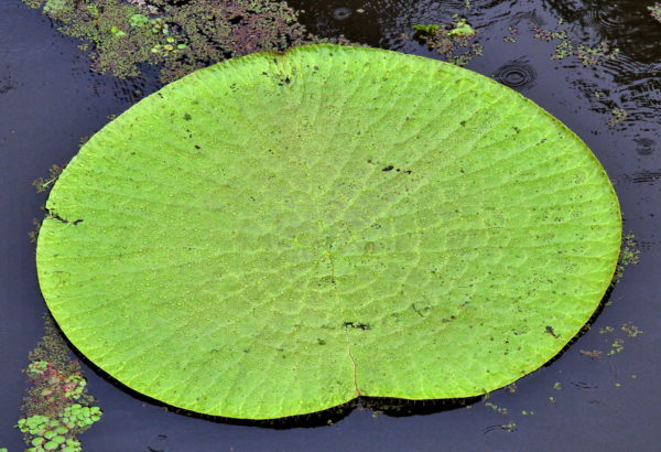 Water Lily Close Up at Janauari Ecological Park, Manaus, Brazil - Encircle Photos