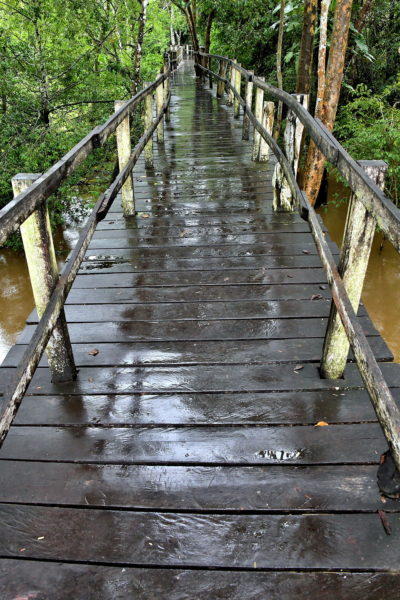 Wooden Boardwalk at Janauari Ecological Park, Manaus, Brazil - Encircle Photos
