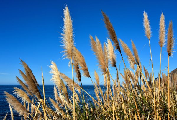 Row of Barnyard Foxtails along Big Sur Coast, California - Encircle Photos
