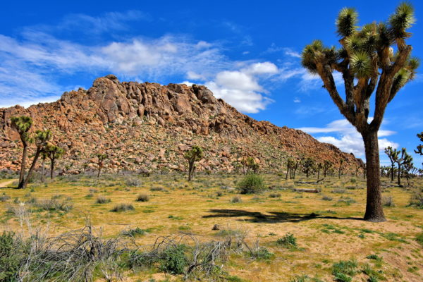Origin of Rock Formations at Joshua Tree Park, California - Encircle Photos