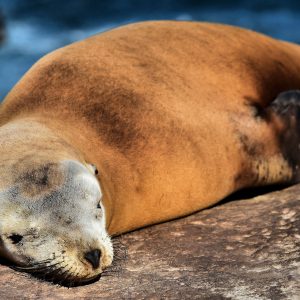 California Sea Lion Sleeping in La Jolla, California - Encircle Photos