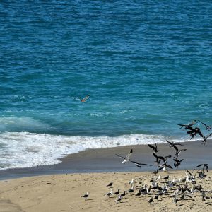Seagulls Swarming Woman on Aliso Beach in Laguna Beach, California - Encircle Photos