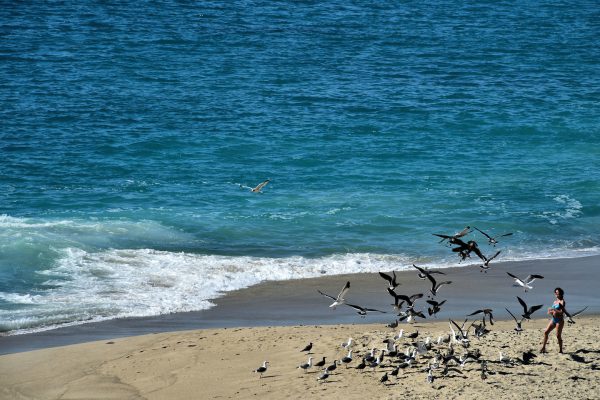 Seagulls Swarming Woman on Aliso Beach in Laguna Beach, California - Encircle Photos