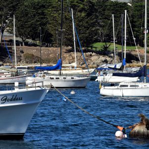 California Sea Lion on Buoy in Monterey, California - Encircle Photos