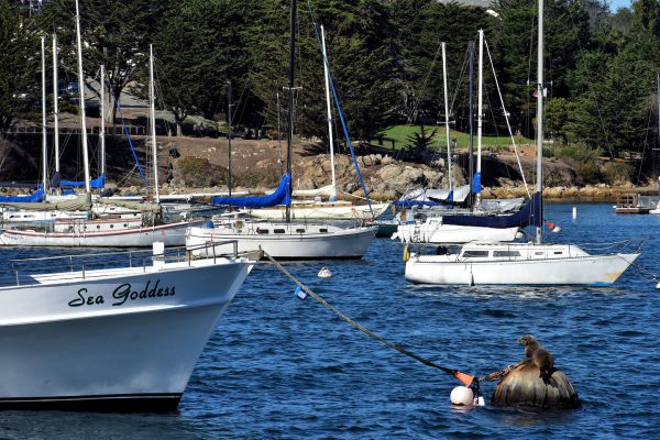 California Sea Lion on Buoy in Monterey, California - Encircle Photos