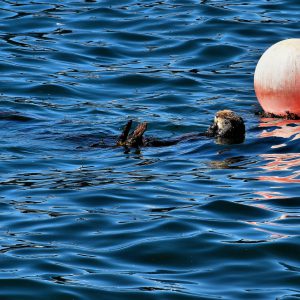 Sea Otter Floating on Back in Monterey, California - Encircle Photos