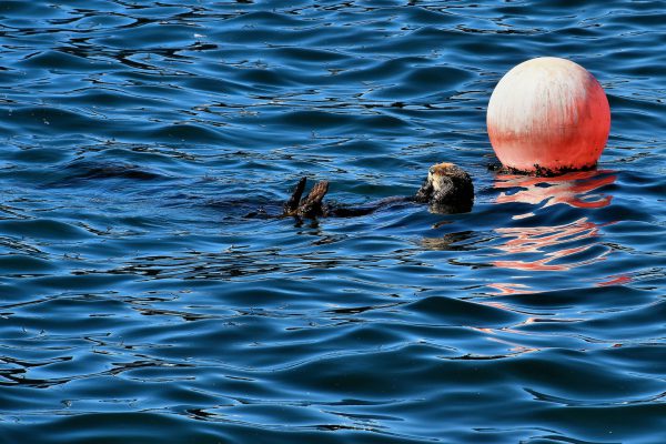Sea Otter Floating on Back in Monterey, California - Encircle Photos
