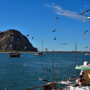 Flock of Birds around Fishing Boat in Morro Bay, California - Encircle Photos