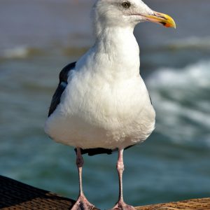 California Gull Standing on Pier in Newport Beach, California - Encircle Photos