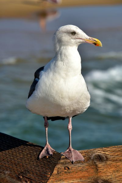 California Gull Standing on Pier in Newport Beach, California - Encircle Photos