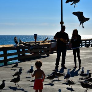 Little Boy Feeding Seagulls in Newport Beach, California - Encircle Photos