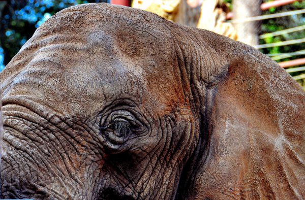 African Elephant Eye Close Up at Oakland Zoo in Oakland, California - Encircle Photos