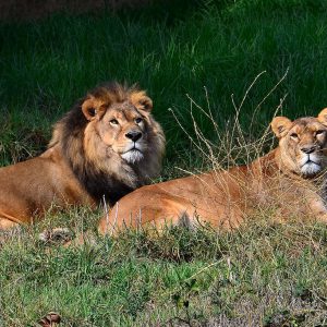 African Lion and Lioness  at Oakland Zoo in Oakland, California - Encircle Photos