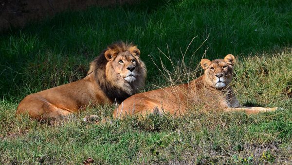 African Lion and Lioness  at Oakland Zoo in Oakland, California - Encircle Photos