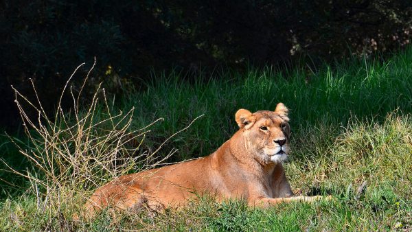 African Lioness at Rest at Oakland Zoo in Oakland, California - Encircle Photos