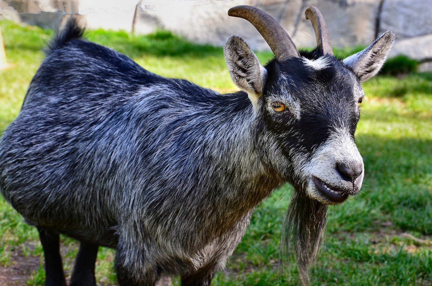Buck Pygmy Goat at Oakland Zoo in Oakland, California Encircle Photos