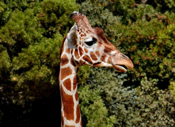 Reticulated Giraffe Profile at Oakland Zoo in Oakland, California - Encircle Photos