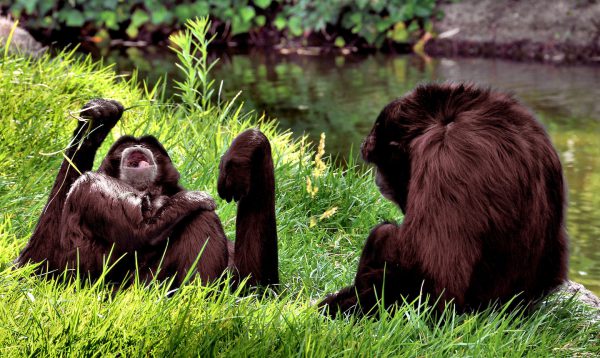 Two Siamangs Apes Playing at Oakland Zoo in Oakland, California - Encircle Photos