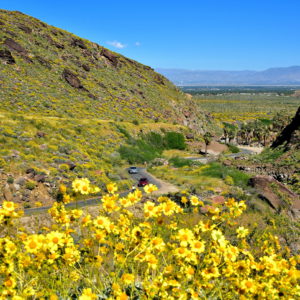 Yellow Brittlebush at Palm Canyon in Palm Springs, California - Encircle Photos