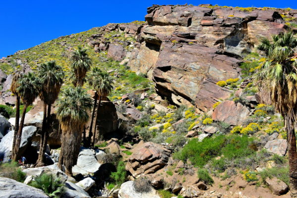 Hiking Trails at Palm Canyon in Palm Springs, California - Encircle Photos