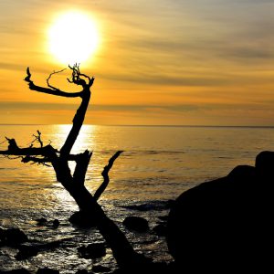 Ghost Tree at Sunset on 17-Mile Drive in Pebble Beach, California - Encircle Photos