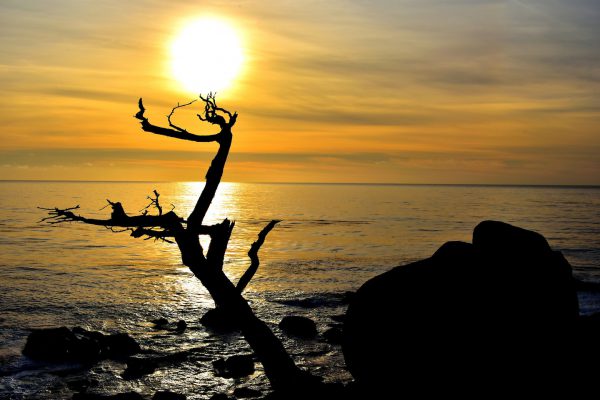 Ghost Tree at Sunset on 17-Mile Drive in Pebble Beach, California - Encircle Photos
