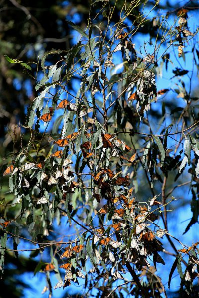 Cluster of Monarch Butterflies in Grove at Pismo Beach, California - Encircle Photos