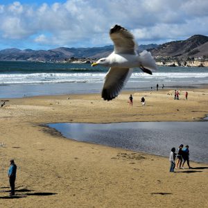 People Walking on Beach in Pismo Beach, California - Encircle Photos