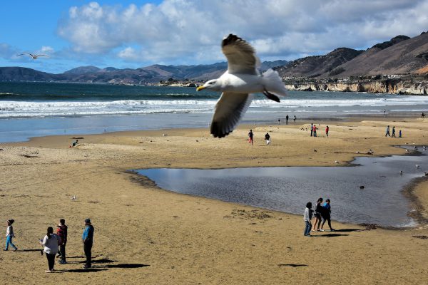 People Walking on Beach in Pismo Beach, California - Encircle Photos