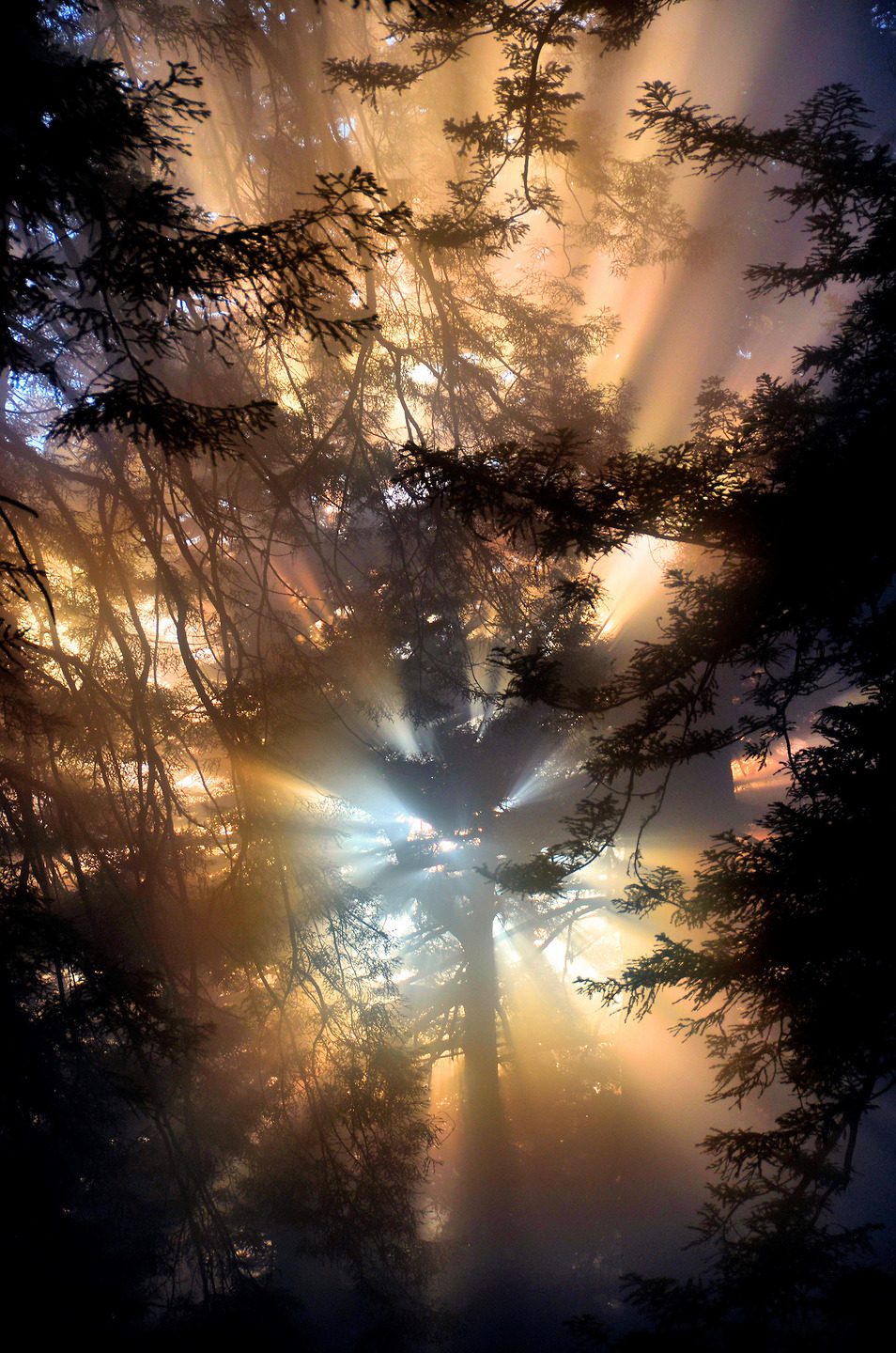 Sunset Burst through Giant Redwoods along U.S. Route 101, Redwood Highway, California - Encircle Photos