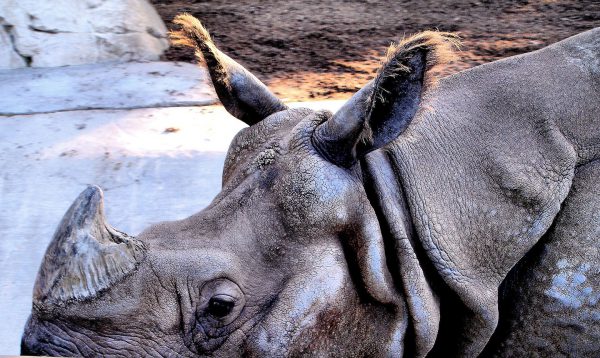 Asian Rhino Close Up  at San Diego Zoo in San Diego, California - Encircle Photos