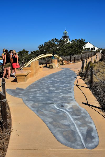 Eastern Pacific Gray Whale Mural in San Diego, California - Encircle Photos