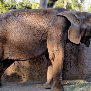 Male Asian Elephant at San Diego Zoo in San Diego, California - Encircle Photos