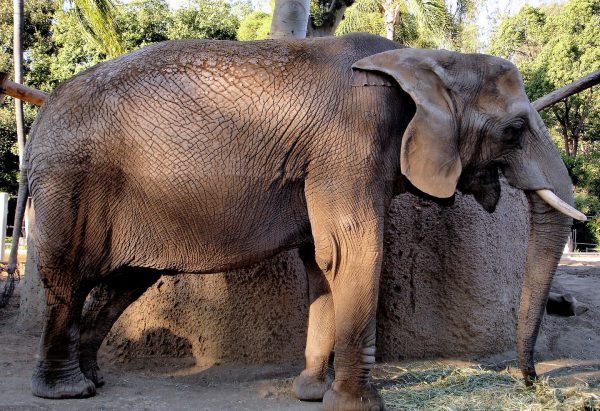 Male Asian Elephant at San Diego Zoo in San Diego, California - Encircle Photos