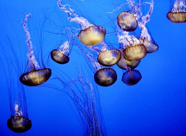 Floating Sea Nettles at Aquarium of the Bay in San Francisco, California - Encircle Photos