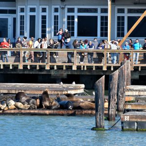 Pier 39 Sea Lions in San Francisco, California - Encircle Photos