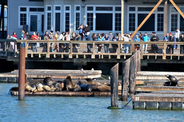 Pier 39 Sea Lions in San Francisco, California - Encircle Photos