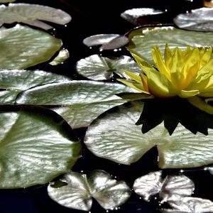 Lilies on Reflection Pond at Mission San Juan Capistrano in California - Encircle Photos