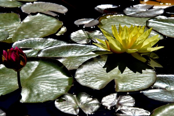 Lilies on Reflection Pond at Mission San Juan Capistrano in California - Encircle Photos