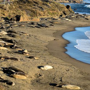 Northern Elephant Seals on Beach near San Simeon, California - Encircle Photos