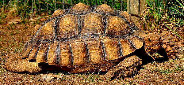 African Spurred Tortoise at Safari West in Santa Rosa, California - Encircle Photos