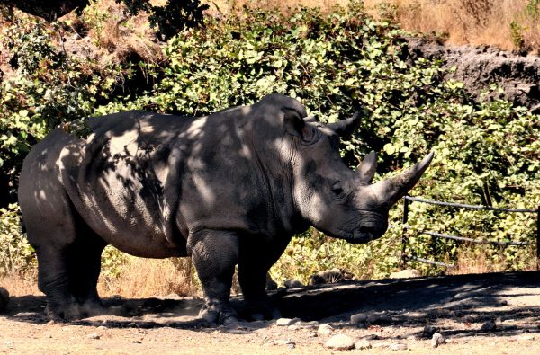 Southern White Rhinoceros at Safari West in Santa Rosa, California - Encircle Photos